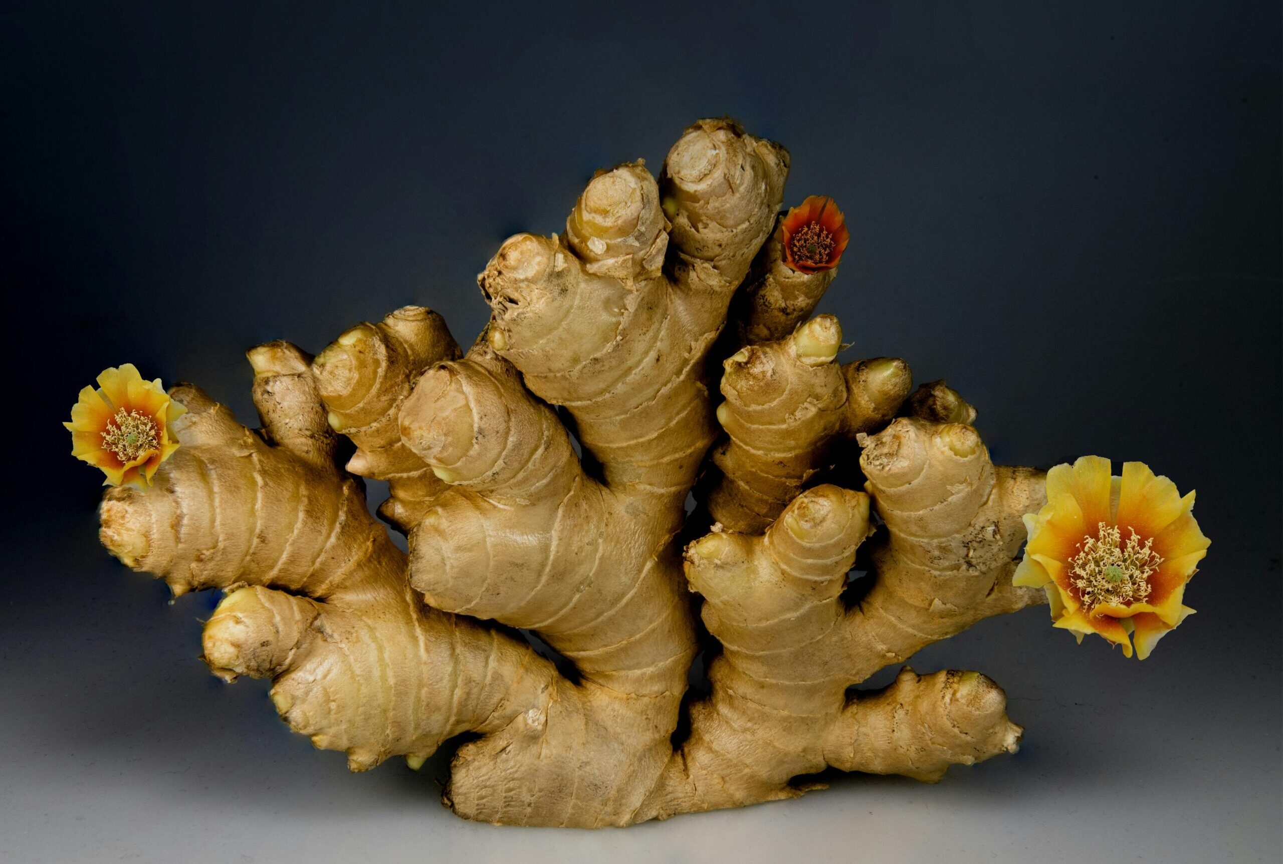 A dramatic still life of ginger root adorned with colorful flowers.