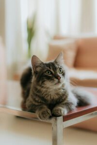 Charming tabby cat peacefully resting indoors on a glass coffee table.